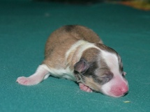 puppies