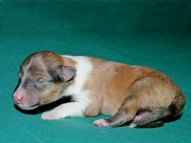puppies