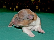 puppies