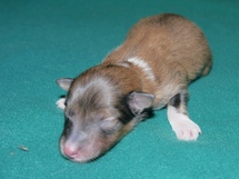 puppies