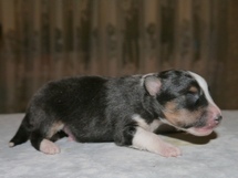 puppies