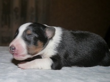 puppies