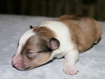 puppies