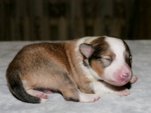 puppies
