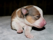 puppies
