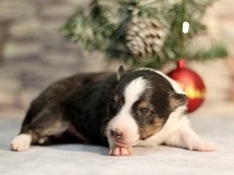 puppies