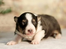 puppies