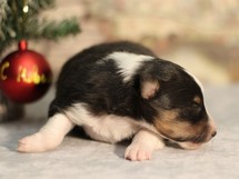puppies