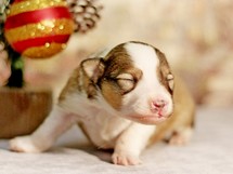 puppies