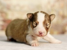 puppies