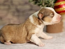 puppies