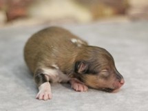 puppies