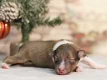 puppies