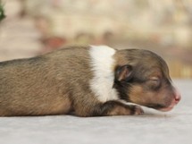 puppies