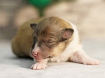 puppies