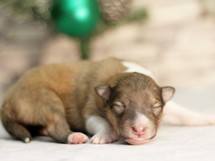 puppies