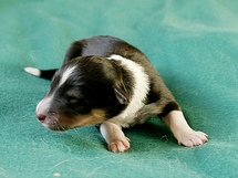puppies