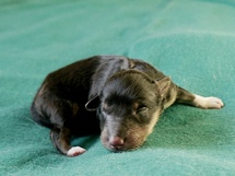 puppies