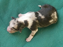 puppies