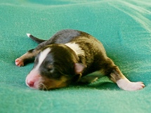 puppies