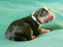 puppies