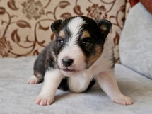 puppies