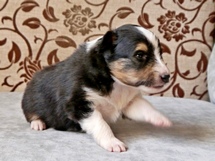 puppies