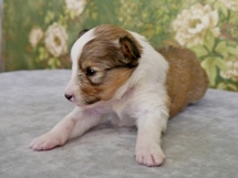 puppies
