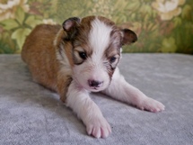 puppies