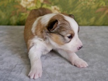 puppies