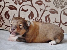 puppies