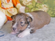 puppies