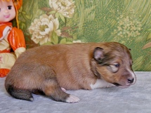puppies
