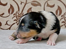 puppies