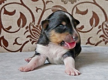 puppies