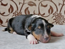puppies