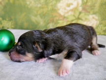 puppies