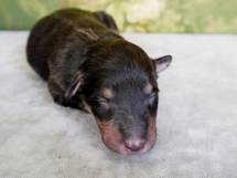 puppies