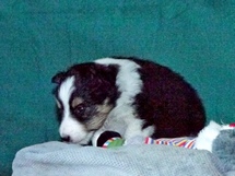 puppies