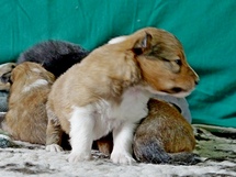 puppies