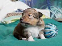 puppies