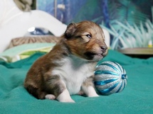 puppies
