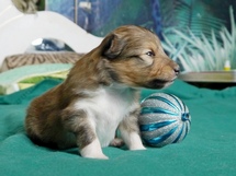 puppies