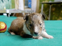 puppies