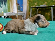 puppies