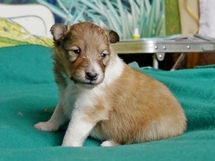 puppies