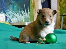 puppies