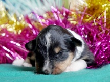 puppies