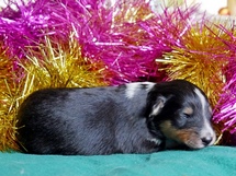 puppies