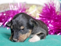 puppies
